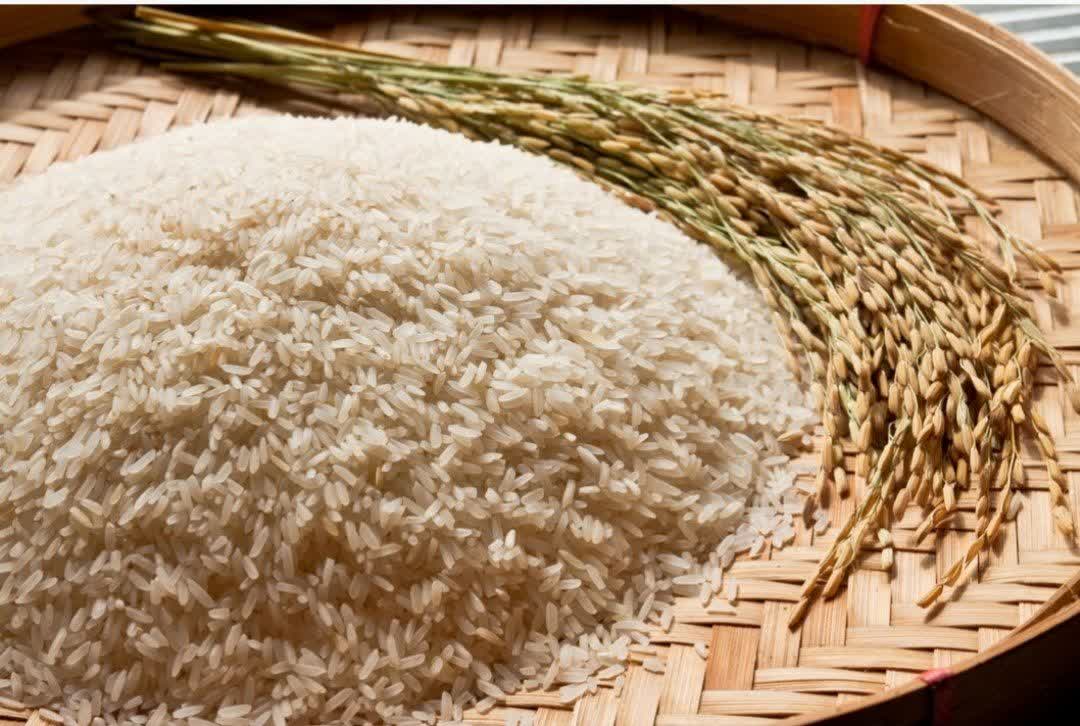 صادرات سبوس برنج